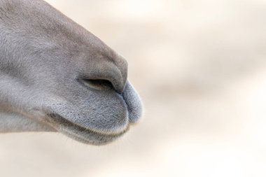 Açık arkaplanda açık renk saçlı bir lama (Lama gma) burnu