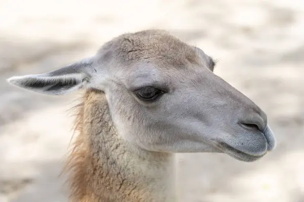 Açık renk saçlı lama (Lama gma) baş portresi