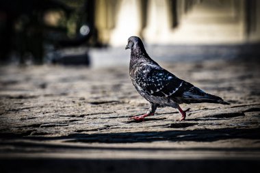 Şehrin caddesinde işe koşan bir güvercin.