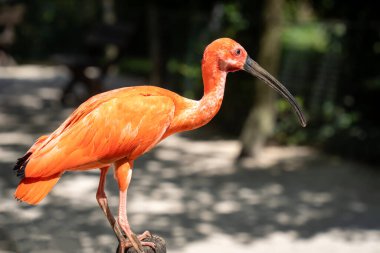 Bir kızıl aynak (Eudocimus ruber) tahta bir direğe tünemiş ve izliyordu.
