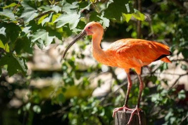 Bir kızıl aynak (Eudocimus ruber) tahta bir direğe tünemiş ve izliyordu.