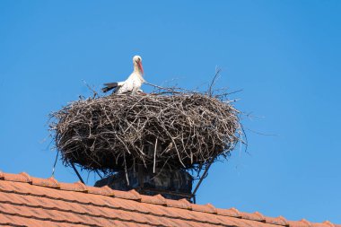 Beyaz leylekler (Ciconia ciconia) mavi gökyüzünün altında bir çatı üzerine kurulmuş bir yuvada