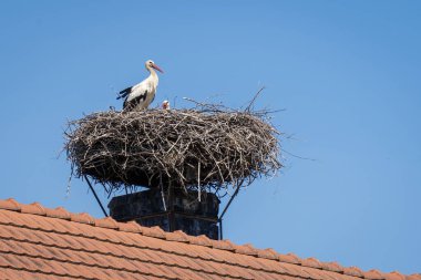 Beyaz leylekler (Ciconia ciconia) mavi gökyüzünün altında bir çatı üzerine kurulmuş bir yuvada