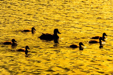 Vahşi ördek siluetleri batan yaz güneşinin ışıldayan sularında