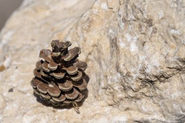 Yaz güneşinde bir kayanın üzerinde çam kozalağı