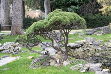 Viyana 'da bir Japon bahçesinde iyi korunmuş bonsai ağaçları.