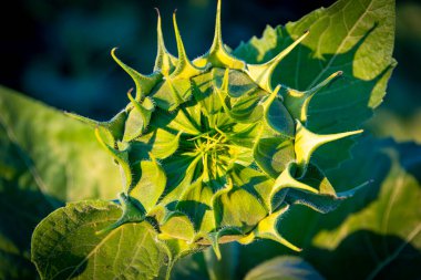 Yaz güneşinde açık genç ayçiçeği değil (Helianthus annuus)