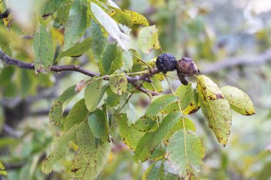 Sonbaharda ceviz yaprakları ve olgun cevizler.