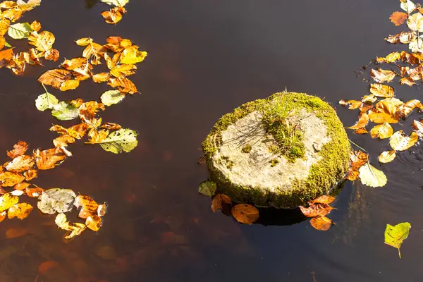Karanlık bir göldeki yosunlu ağaç kütüğü yüzen sonbahar yapraklarıyla çevrili.