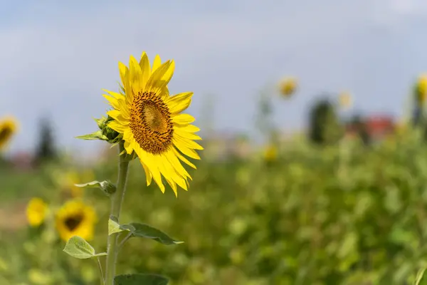 Arka planda ayçiçeği tarlası olan bir demet ayçiçeği.