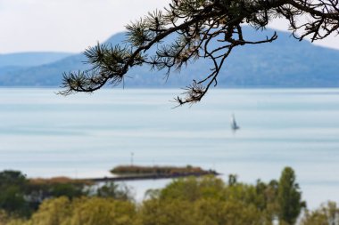 Arka planda dağlar ve göl olan çam dalı