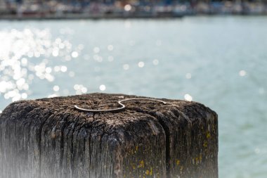 Balaton Gölü 'ndeki bir yelkenli limanında eski, yıpranmış ahşap iskele.