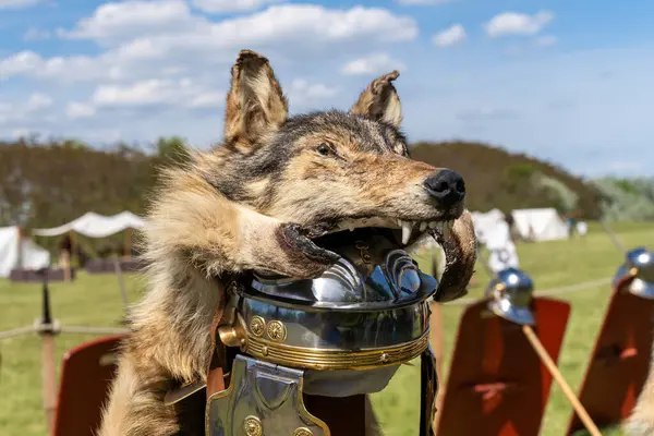 Kurt derisi ile süslenmiş antik Roma lejyoner miğferi