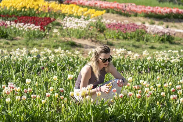 Sarışın genç kadın bahar çiçeği tarlasında lale kesiyor.
