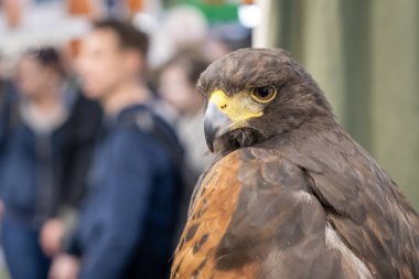 Evcilleştirilmiş altın kartal (Aquila chrysaetos) yakın plan portresi