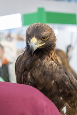 Evcilleştirilmiş altın kartal (Aquila chrysaetos) yakın plan portresi