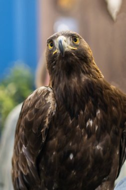 Evcilleştirilmiş altın kartal (Aquila chrysaetos) yakın plan portresi