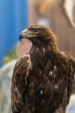 Evcilleştirilmiş altın kartal (Aquila chrysaetos) yakın plan portresi