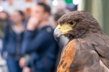 Evcilleştirilmiş altın kartal (Aquila chrysaetos) yakın plan portresi