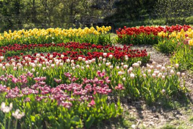 Bahar güneşinde çiçek bahçesinde renkli laleler açar.