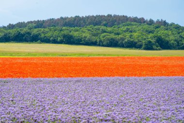 Arka planda kırmızı haşhaş tarlası olan, çiçek açmış mor dantelli bir çiçek tarlası.