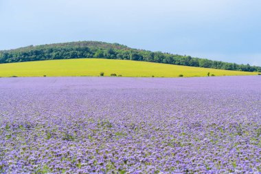 Çiçek açan mor dantelli çiçek tarlası.