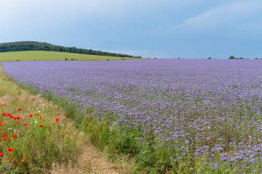 Çiçek açan mor dantelli çiçek tarlası.