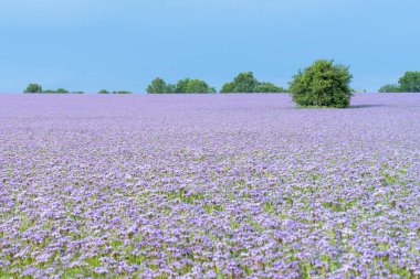 Çiçek açan mor dantelli çiçek tarlası.