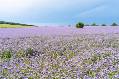 Çiçek açan mor dantelli çiçek tarlası.
