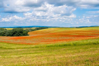 Yaz güneşinde kırmızı haşhaş tarlası