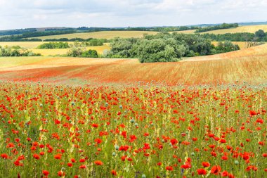 Yaz güneşinde kırmızı haşhaş tarlası