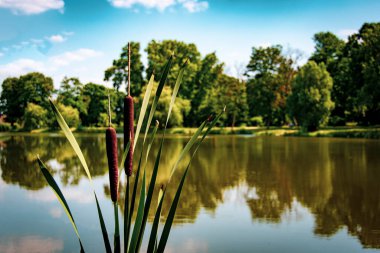 Sazlıklar, topuzlar ve ağaçlarla dolu bir göl.