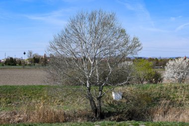 Kışın bir dere kıyısında yapraksız beyaz kavak