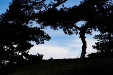 Düşen alacakaranlık ışığında ağaç siluetleri
