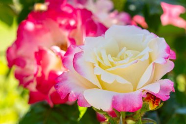 Bahar güneşinde bir gül bahçesinde taze açan renkli güller.