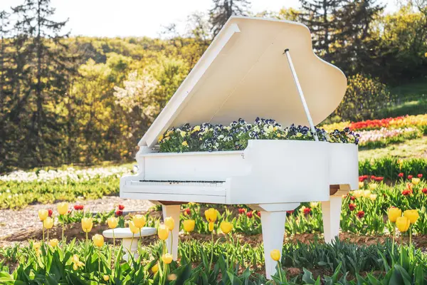 Bahar güneşinde lale bahçesinde beyaz piyano