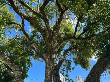 Arka planda mavi gökyüzü olan büyük kapı ağacı parka dikildi
