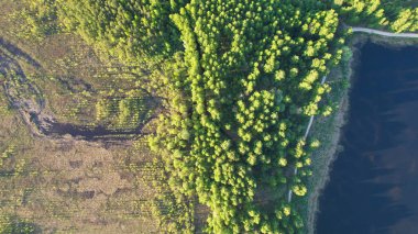 Bereketli Orman Havadan Görünümü Huzurlu Su ve Bataklıklarla Buluştu