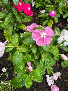 Vibrant flowers in shades of pink and white, adorned with raindrops, bloom among lush green leaves, creating a serene garden scene that is fresh after the rain. clipart