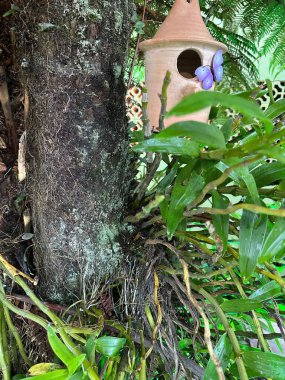 Bir ağaç gövdesine yakın çekim, yemyeşil yeşile sarılı, dekoratif bir kil kuş yuvası ve mor bir kelebek, tropikal bir ortamda..