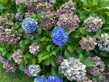 Canlı bir ortanca çalısı canlı mavi, eflatun ve yumuşak pembe çiçekleri içeren, yemyeşil yapraklarla çevrili, canlı ve büyüleyici bir bahçe sahnesini görüntüler..