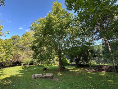 Ormanda yeşil çimenler