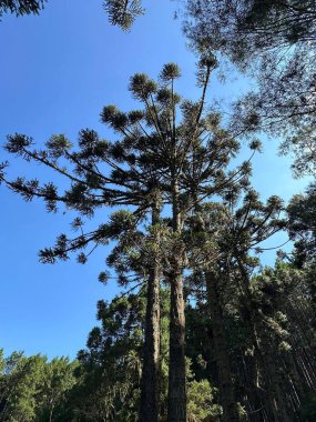 Ormanın güzel manzarası