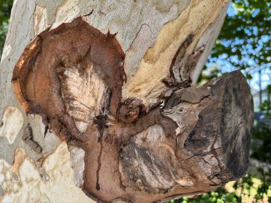 Close-up view of a tree showing intricate bark patterns and textures. The image highlights the natural beauty and complexity of the tree's surface, with visible peeling bark and wood details. clipart