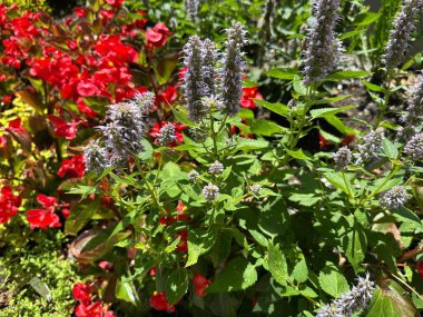 Canlı bir bahçe manzarası çiçek açan çiçeklerin güzel bir karışımını sergiliyor. Canlı kırmızı begonyalarla mor lavanta desenli kontrastlar, parlak güneş ışığında yemyeşil yapraklara karşı dizilmiş..