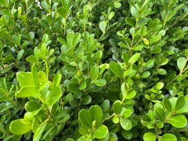 Bir çalılığın yemyeşil yeşillik yakın çekim doğal bir ortamda sağlıklı, canlı bir büyüme gösteren yuvarlak yapraklar bolluğu ile.