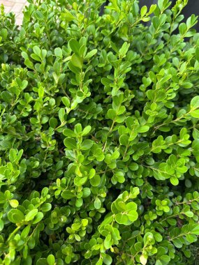 Boxwood çalılarının canlı yeşil yapraklarını yakından görmek, taze, sağlıklı yaprakları yoğun yeşil bir tonla sergilemek, doğal güzellik ve canlılık yayarak, arka plan veya botanik çalışmaları için ideal..