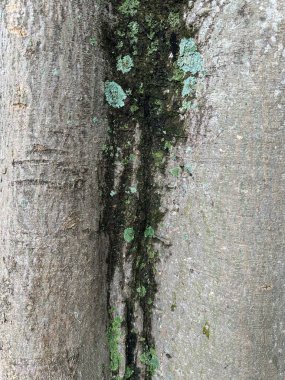 Close-up of tree bark showing the complex surface textures interspersed with patches of green moss and lichen, highlighting natural patterns and the beauty of forest ecosystems. clipart