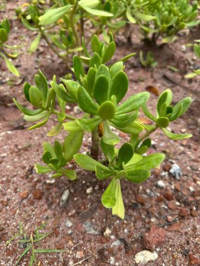 Captivating close-up image of a vibrant green succulent plant growing in reddish-brown sandy soil, showing off its plump leaves and highlighting the contrast between the plant and the earth. clipart