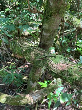 Yapraklı bitki örtüsüyle çevrili, iç içe geçen yeşil yosunlarla dolu gür bir orman sahnesi huzur ve doğal güzelliği çağrıştırıyor..